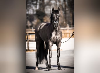 Sportivo Tedesco / Sportivo della Germania, Castrone, 6 Anni, 170 cm, Morello