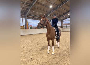 Sportivo Tedesco / Sportivo della Germania, Castrone, 6 Anni, 172 cm, Sauro