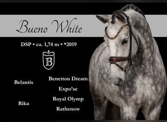 Sportivo Tedesco / Sportivo della Germania, Castrone, 6 Anni, 173 cm, Grigio pezzato