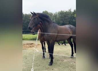 Sportivo Tedesco / Sportivo della Germania, Castrone, 6 Anni, 175 cm, Baio scuro