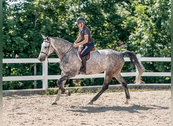 Sportivo Tedesco / Sportivo della Germania, Castrone, 6 Anni, 176 cm, Grigio