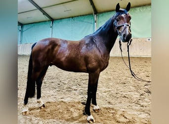 Sportivo Tedesco / Sportivo della Germania, Castrone, 7 Anni, 165 cm, Baio