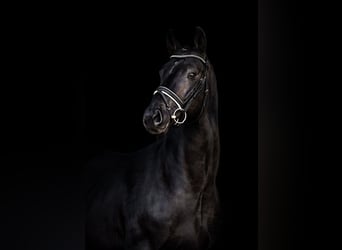 Sportivo Tedesco / Sportivo della Germania, Castrone, 8 Anni, 172 cm, Baio nero