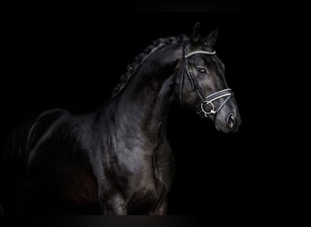 Sportivo Tedesco / Sportivo della Germania, Castrone, 8 Anni, 172 cm, Baio nero