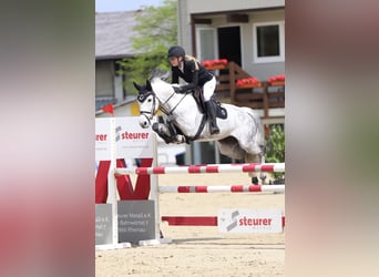 Sportivo Tedesco / Sportivo della Germania, Giumenta, 11 Anni, 169 cm, Grigio pezzato