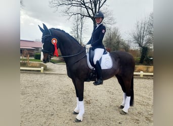 Sportivo Tedesco / Sportivo della Germania, Giumenta, 13 Anni, 170 cm, Baio nero