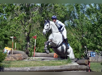 Sportivo Tedesco / Sportivo della Germania, Giumenta, 15 Anni, 168 cm, Grigio