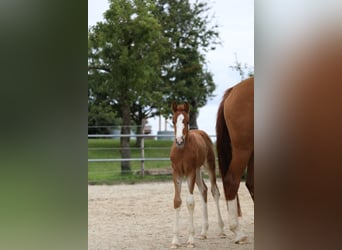 Sportivo Tedesco / Sportivo della Germania, Giumenta, 3 Anni, 156 cm, Sauro