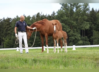 Sportivo Tedesco / Sportivo della Germania, Giumenta, 3 Anni, 156 cm, Sauro