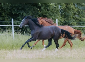 Sportivo Tedesco / Sportivo della Germania, Giumenta, 3 Anni, 165 cm, Morello