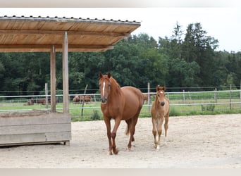 Sportivo Tedesco / Sportivo della Germania, Giumenta, 3 Anni, 167 cm, Sauro