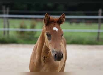 Sportivo Tedesco / Sportivo della Germania, Giumenta, 3 Anni, 167 cm, Sauro