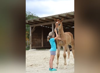 Sportivo Tedesco / Sportivo della Germania, Giumenta, 3 Anni, 167 cm, Sauro