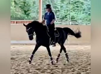 Sportivo Tedesco / Sportivo della Germania, Giumenta, 4 Anni, 165 cm, Baio nero