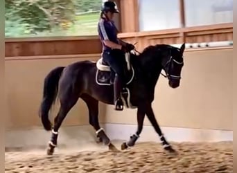 Sportivo Tedesco / Sportivo della Germania, Giumenta, 4 Anni, 165 cm, Baio nero