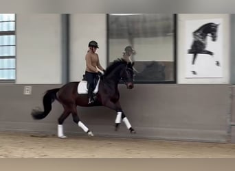 Sportivo Tedesco / Sportivo della Germania, Giumenta, 4 Anni, 166 cm, Baio scuro