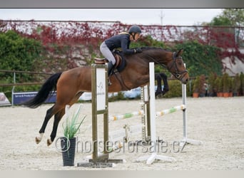 Sportivo Tedesco / Sportivo della Germania, Giumenta, 6 Anni, 172 cm, Baio