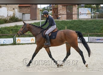 Sportivo Tedesco / Sportivo della Germania, Giumenta, 6 Anni, 172 cm, Baio