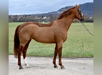 Sportivo Tedesco / Sportivo della Germania, Giumenta, 7 Anni, 164 cm, Sauro