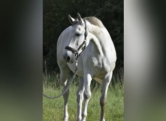 Sportivo Tedesco / Sportivo della Germania, Giumenta, 7 Anni, 170 cm, Grigio
