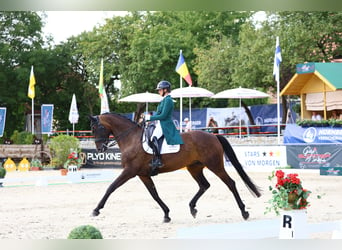 Sportivo Tedesco / Sportivo della Germania, Giumenta, 8 Anni, 174 cm, Baio scuro