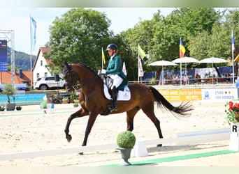 Sportivo Tedesco / Sportivo della Germania, Giumenta, 8 Anni, 174 cm, Baio scuro