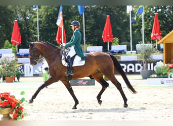 Sportivo Tedesco / Sportivo della Germania, Giumenta, 8 Anni, 174 cm, Baio scuro