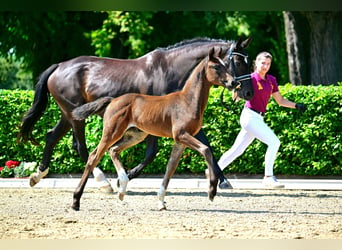 Sportivo Tedesco / Sportivo della Germania, Giumenta, Puledri (06/2024), 168 cm, Baio