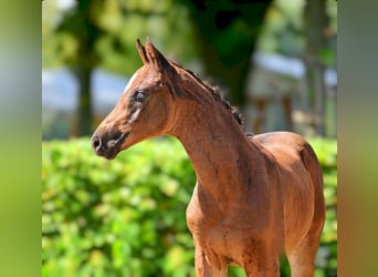 Sportivo Tedesco / Sportivo della Germania, Giumenta, Puledri (06/2024), 168 cm, Baio