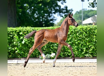 Sportivo Tedesco / Sportivo della Germania, Giumenta, Puledri (06/2024), 168 cm, Baio