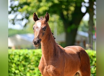 Sportivo Tedesco / Sportivo della Germania, Giumenta, Puledri (06/2024), 168 cm, Baio