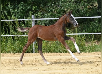 Sportivo Tedesco / Sportivo della Germania, Giumenta, Puledri
 (05/2024), Grigio