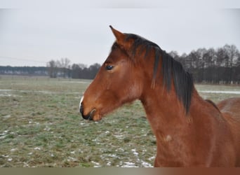 Sportivo Tedesco / Sportivo della Germania, Stallone, 2 Anni, 168 cm, Baio