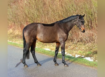 Sportivo Tedesco / Sportivo della Germania, Stallone, 4 Anni, 163 cm, Baio scuro