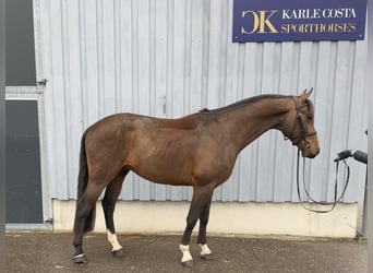 Sportivo Tedesco / Sportivo della Germania, Stallone, 4 Anni, 166 cm, Baio
