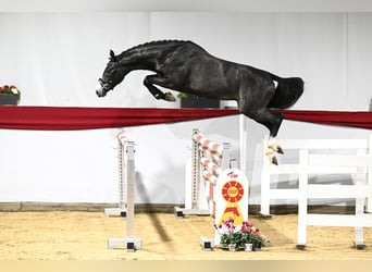 Sportivo Tedesco / Sportivo della Germania, Stallone, 4 Anni, 168 cm, Grigio pezzato