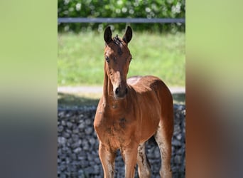 Sportivo Tedesco / Sportivo della Germania, Stallone, Puledri (05/2024), 170 cm, Baio scuro