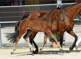 Sportivo Tedesco / Sportivo della Germania, Stallone, Puledri (05/2024), 170 cm, Baio scuro