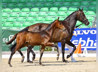 Sportivo Tedesco / Sportivo della Germania, Stallone, Puledri
 (04/2023), Baio