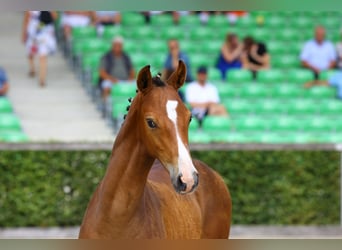 Sportivo Tedesco / Sportivo della Germania, Stallone, Puledri
 (04/2023), Baio