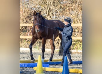 Sportivo Tedesco / Sportivo della Germania, Castrone, 10 Anni, 163 cm, Baio