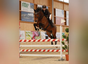 Sportivo Tedesco / Sportivo della Germania, Castrone, 10 Anni, 163 cm, Baio