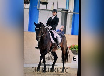 Sportivo Tedesco / Sportivo della Germania, Castrone, 10 Anni, 167 cm, Baio nero
