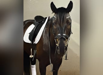Sportivo Tedesco / Sportivo della Germania, Castrone, 10 Anni, 167 cm, Baio nero