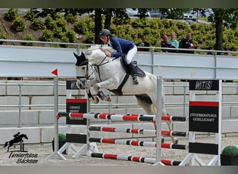 Sportivo Tedesco / Sportivo della Germania, Castrone, 10 Anni, 168 cm, Grigio