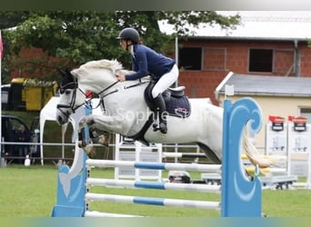 Sportivo Tedesco / Sportivo della Germania, Castrone, 10 Anni, 168 cm, Grigio
