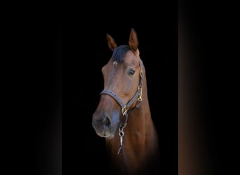 Sportivo Tedesco / Sportivo della Germania, Castrone, 10 Anni, 175 cm, Baio
