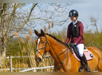 Sportivo Tedesco / Sportivo della Germania, Castrone, 10 Anni, 175 cm, Baio ciliegia