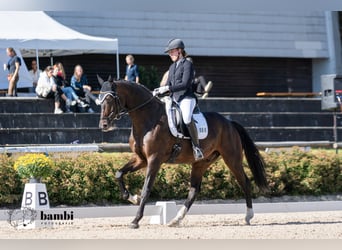Sportivo Tedesco / Sportivo della Germania, Castrone, 10 Anni, 175 cm, Baio scuro