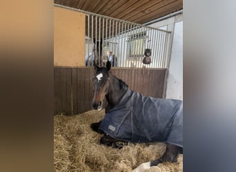 Sportivo Tedesco / Sportivo della Germania, Castrone, 10 Anni, 175 cm, Baio scuro